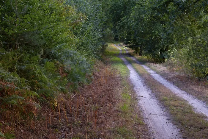 Gerahmter Druck : Blick entlang einem sandigen Waldweg. Gerahmter Druck : Blick entlang einem sandigen Waldweg.