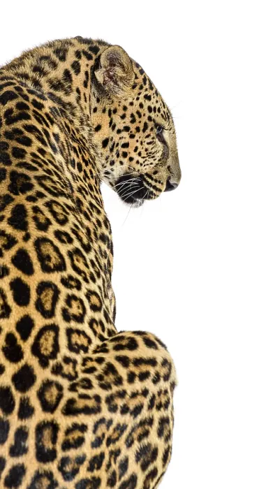 Gerahmter Druck : Rückansicht eines gefleckten Leoparden, der zur Seite schaut. Gerahmter Druck : Rückansicht eines gefleckten Leoparden, der zur Seite schaut.