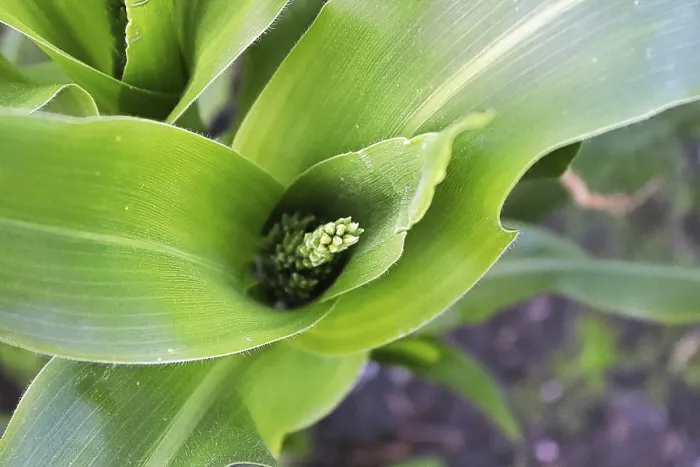 Gerahmter Druck : Die Spitze eines Kornblatts mit Tassel Gerahmter Druck : Die Spitze eines Kornblatts mit Tassel