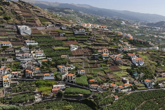 Gerahmter Druck : Blick auf terrassierte Felder in Camara de Lobos Gerahmter Druck : Blick auf terrassierte Felder in Camara de Lobos
