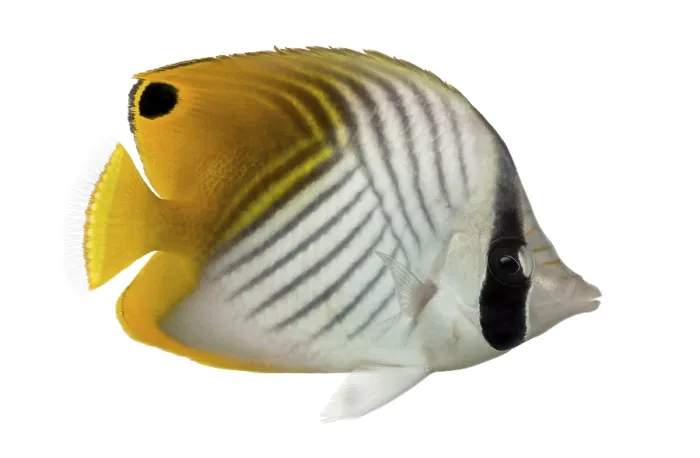 Gerahmter Druck : Seitenansicht eines Threadfin-Butterflyfish. Gerahmter Druck : Seitenansicht eines Threadfin-Butterflyfish.