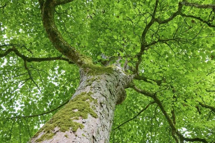 Gerahmter Druck : Blick auf einen imposanten Baum mit dichtem Laub. Gerahmter Druck : Blick auf einen imposanten Baum mit dichtem Laub.