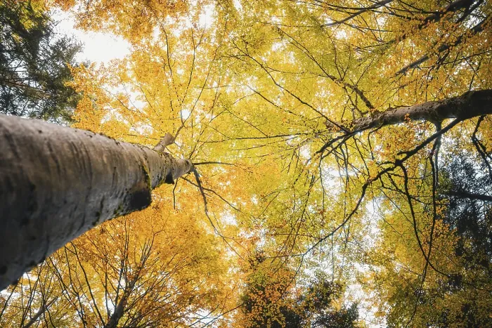 Gerahmter Druck : Blick hinauf in die Bäume im Herbst. Gerahmter Druck : Blick hinauf in die Bäume im Herbst.