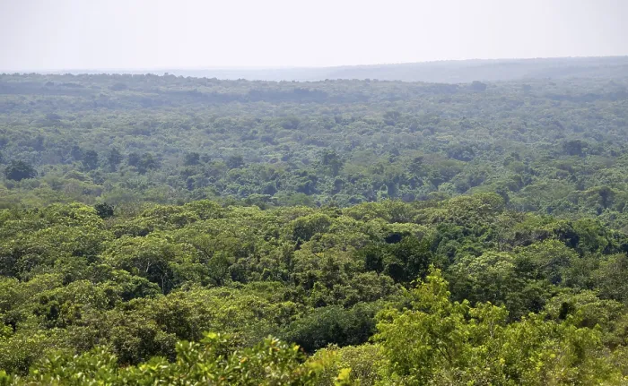 Gerahmter Druck : Blick über Bäume, dichter Regenwald Gerahmter Druck : Blick über Bäume, dichter Regenwald