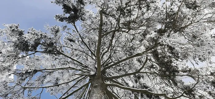 Gerahmter Druck : Blick von unten auf die Baumwipfel, Schneebewachsener Baum mit weit ausgebreiteten Ästen gegen einen blauen Himmel im Naturpark Frankenwald. Gerahmter Druck : Blick von unten auf die Baumwipfel, Schneebewachsener Baum mit weit ausgebreiteten Ästen gegen einen blauen Himmel im Naturpark Frankenwald.