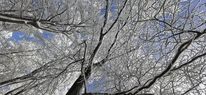 Gerahmter Druck : Blick von unten in die Baumwipfel, Winterlandschaft im Naturpark Frankenwald Gerahmter Druck : Blick von unten in die Baumwipfel, Winterlandschaft im Naturpark Frankenwald