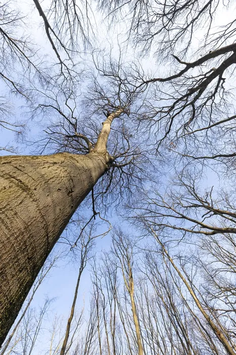 Gerahmter Druck : Blick in die Baumwipfel. Gerahmter Druck : Blick in die Baumwipfel.