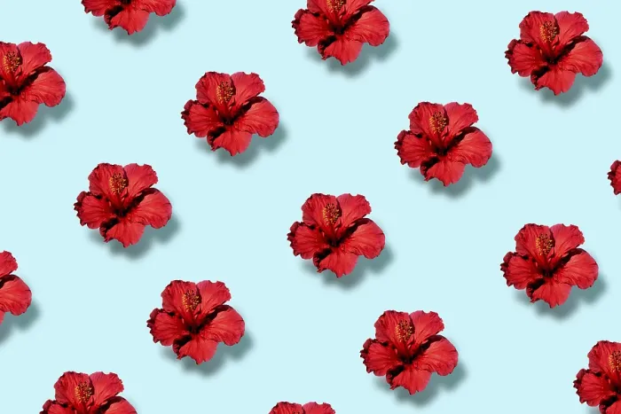 Gerahmter Druck : Blick von oben auf ein trendiges Pop-Art-Muster eines Hibiskusblüten. Gerahmter Druck : Blick von oben auf ein trendiges Pop-Art-Muster eines Hibiskusblüten.