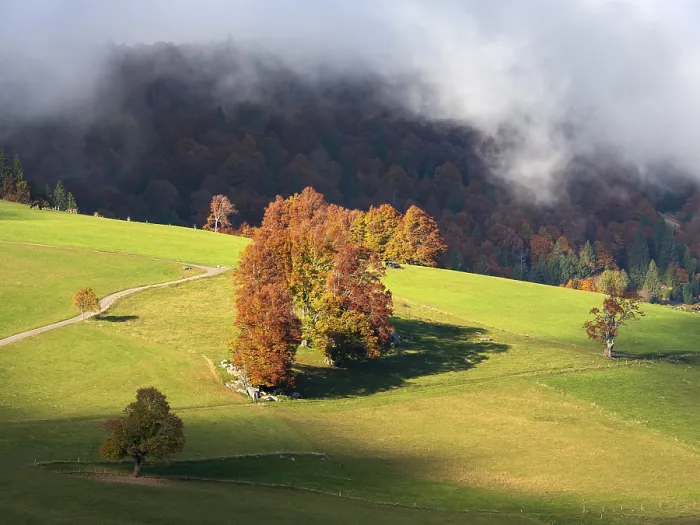 Gerahmter Druck : Blick auf typisches Schwarzwald-Landschaft. Gerahmter Druck : Blick auf typisches Schwarzwald-Landschaft.
