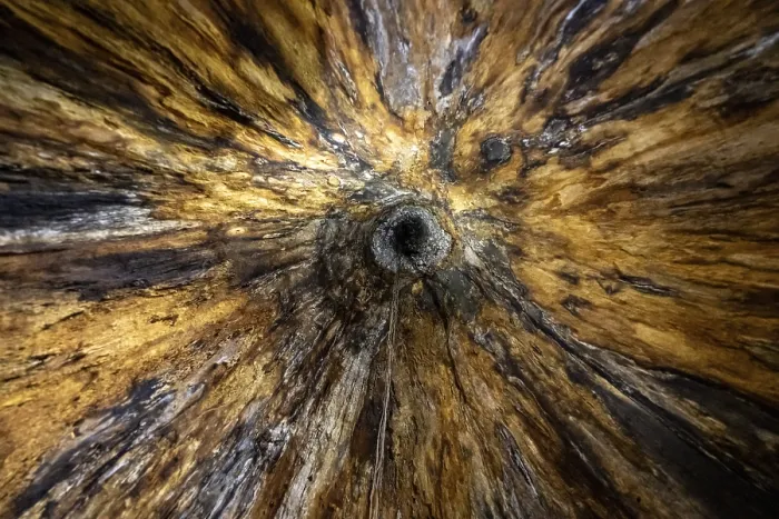 Gerahmter Druck : Blick nach oben in einem hohlen Baum. Gerahmter Druck : Blick nach oben in einem hohlen Baum.