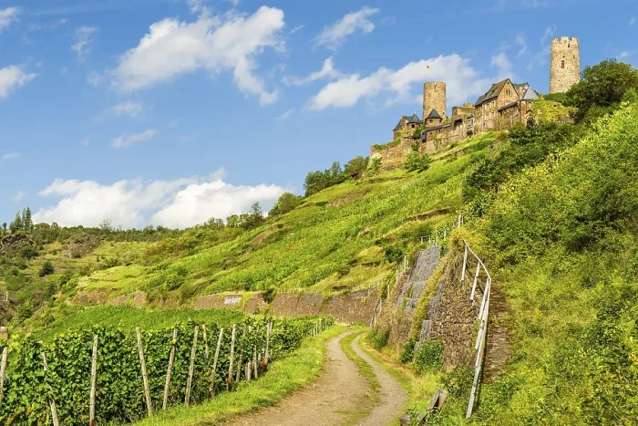 Gerahmter Druck : Blick über Weinberg und Burg Thurant.