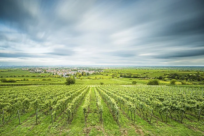 Gerahmter Druck : Blick über Weinberge nach Deidesheim. Gerahmter Druck : Blick über Weinberge nach Deidesheim.