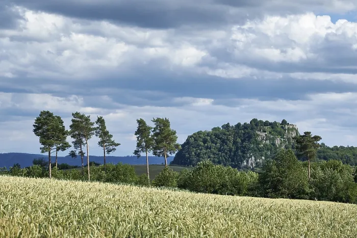 Gerahmter Druck : Blick über ein Weizenfeld (Triticum). Gerahmter Druck : Blick über ein Weizenfeld (Triticum).