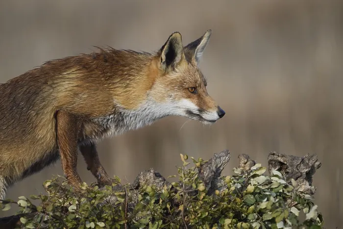 Gerahmter Druck : Ein wachsame rote Fuchs thront an einem Feldes Rand. Gerahmter Druck : Ein wachsame rote Fuchs thront an einem Feldes Rand.
