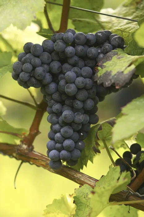 Gerahmter Druck : Weinstock mit Trauben Gerahmter Druck : Weinstock mit Trauben