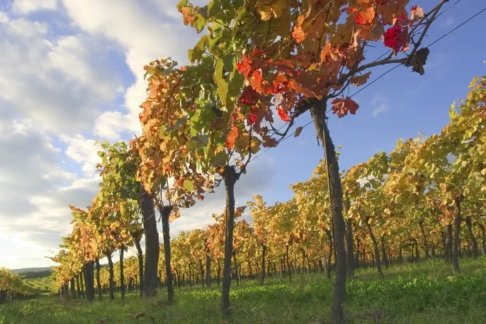 Gerahmter Druck : Weinblatt im Herbst Gerahmter Druck : Weinblatt im Herbst