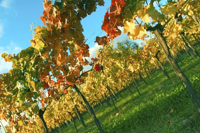 Gerahmter Druck : Weinstockblatt im Herbst Gerahmter Druck : Weinstockblatt im Herbst