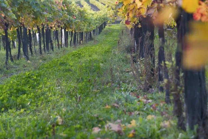 Gerahmter Druck : Weinstockblatt im Herbst. Gerahmter Druck : Weinstockblatt im Herbst.