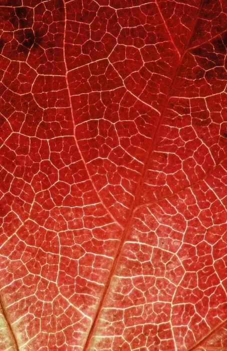 Gerahmter Druck : Weinstock (Vitis vinifera)