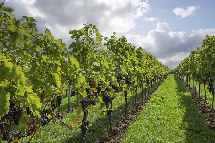 Gerahmter Druck : Reben mit roten Weintrauben Gerahmter Druck : Reben mit roten Weintrauben