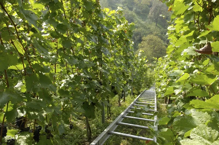 Gerahmter Druck : Weinberg mit Transportsystem Gerahmter Druck : Weinberg mit Transportsystem