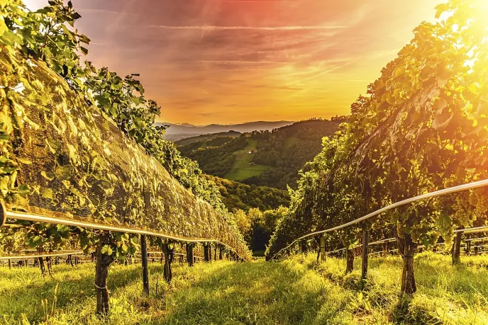Gerahmter Druck : Reben auf Weinberg am Abend rot. Gerahmter Druck : Reben auf Weinberg am Abend rot.