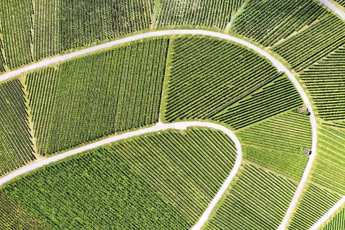 Gerahmter Druck : Weingarten von oben Gerahmter Druck : Weingarten von oben