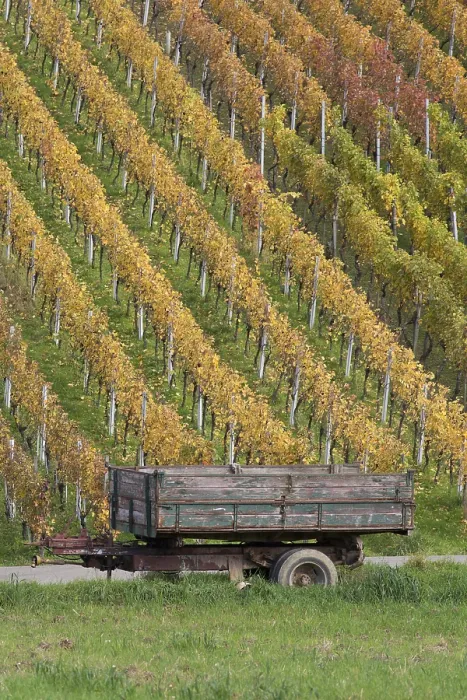 Gerahmter Druck : vineyard Gerahmter Druck : vineyard