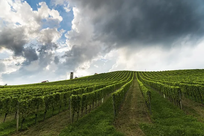 Gerahmter Druck : Weinberg in einer österreichischen Landschaft. Gerahmter Druck : Weinberg in einer österreichischen Landschaft.