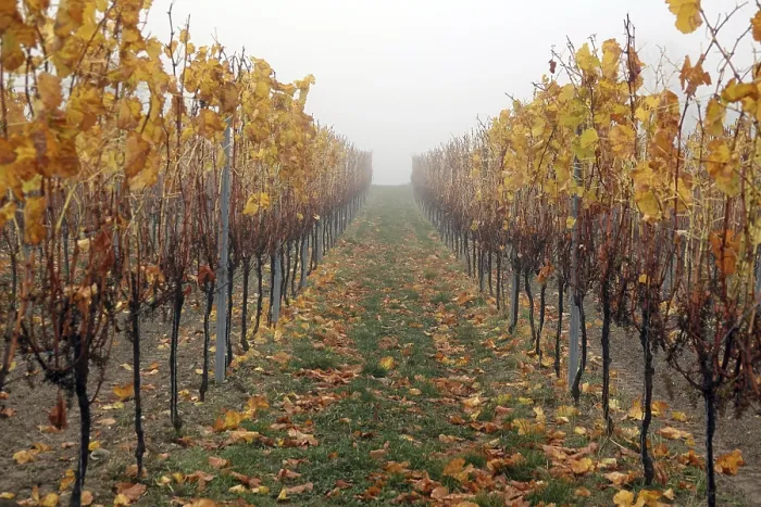 Gerahmter Druck : Weinberg im Herbst. Gerahmter Druck : Weinberg im Herbst.