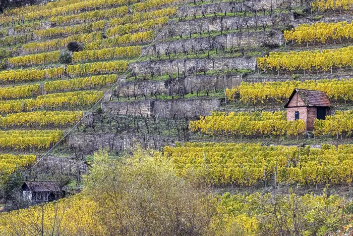 Gerahmter Druck : Weinberg-Hütte im Weinberg Gerahmter Druck : Weinberg-Hütte im Weinberg