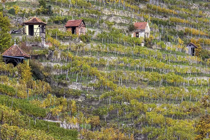 Gerahmter Druck : Weinberg-Hütte im Weinberg Gerahmter Druck : Weinberg-Hütte im Weinberg