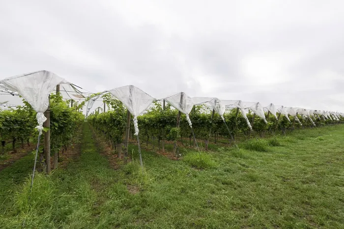 Gerahmter Druck : Weinberg mit schützenden Netzen. Gerahmter Druck : Weinberg mit schützenden Netzen.