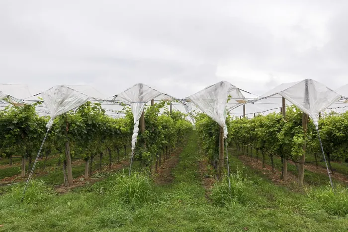 Gerahmter Druck : Weinberg mit schützenden Netzen. Gerahmter Druck : Weinberg mit schützenden Netzen.