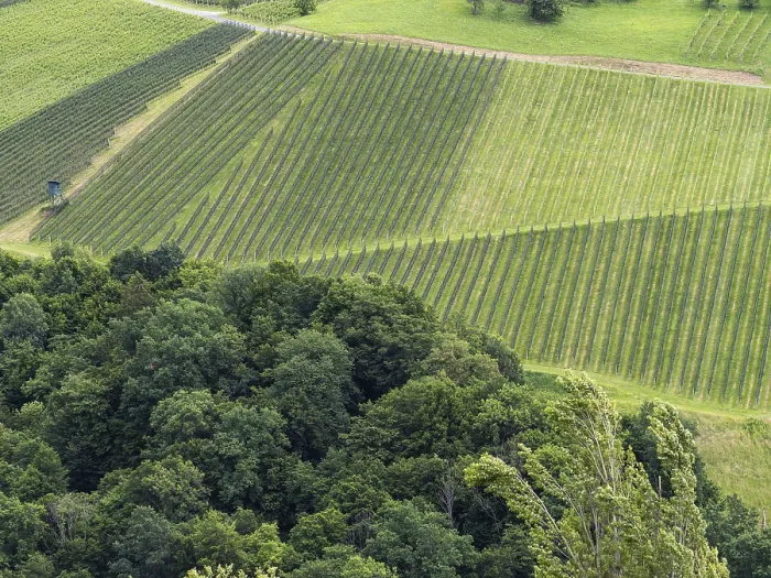 Gerahmter Druck : Weinberg am Rande des Waldes.