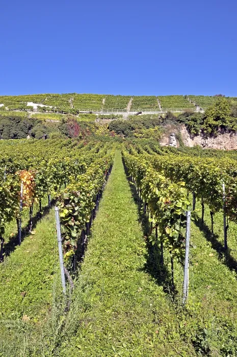 Gerahmter Druck : Weinberg in Esslingen am Neckar Gerahmter Druck : Weinberg in Esslingen am Neckar