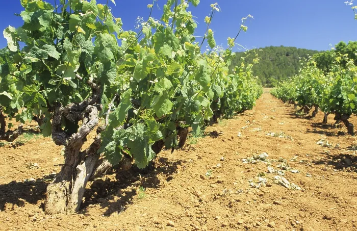 Gerahmter Druck : Weinberg auf Ibiza
