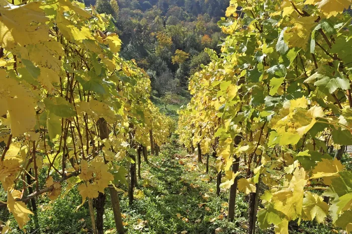 Gerahmter Druck : Weinberg und Mischwald, Hügelhang. Gerahmter Druck : Weinberg und Mischwald, Hügelhang.