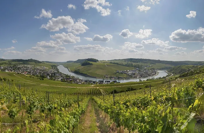Gerahmter Druck : Weinberg an der Mosel, Mosel-Schleife Gerahmter Druck : Weinberg an der Mosel, Mosel-Schleife