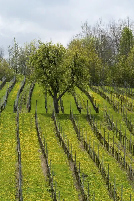 Gerahmter Druck : Weingarten im Frühling. Gerahmter Druck : Weingarten im Frühling.