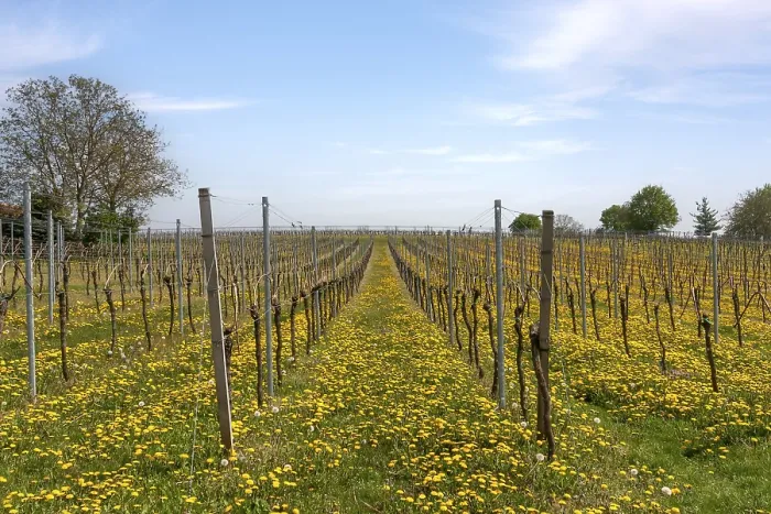 Gerahmter Druck : Weingarten im Frühling mit Königskerzen. Gerahmter Druck : Weingarten im Frühling mit Königskerzen.