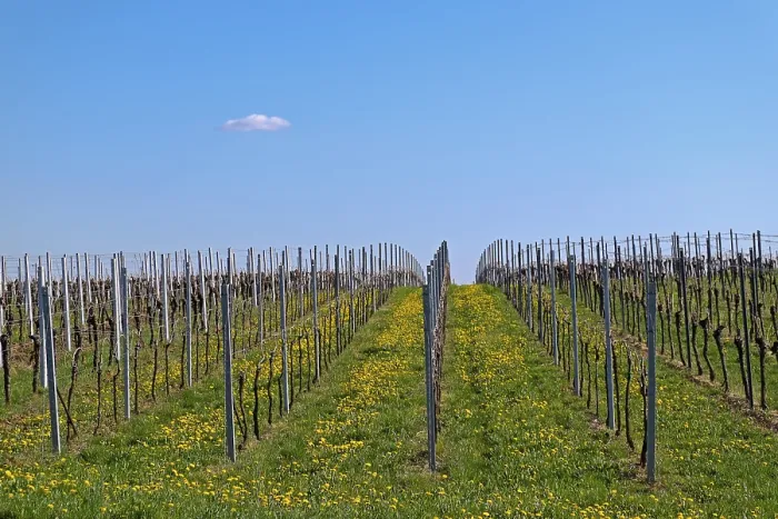 Gerahmter Druck : Weinberg im Frühling, Godramstein.