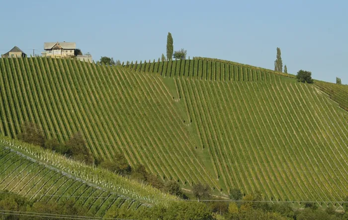 Gerahmter Druck : Weinberg an der Steirer Weinstraße Gerahmter Druck : Weinberg an der Steirer Weinstraße