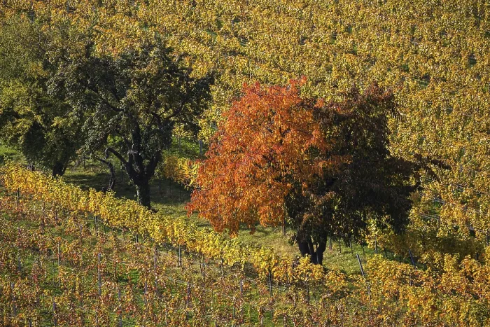 Gerahmter Druck : Weinberg, Weinberg mit Reben und Bäumen. Gerahmter Druck : Weinberg, Weinberg mit Reben und Bäumen.