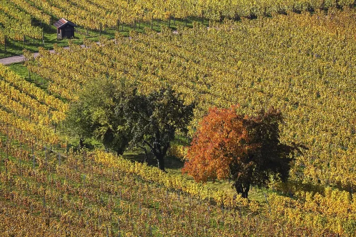 Gerahmter Druck : Weinberg, Weinberg mit Reben und Bäumen. Gerahmter Druck : Weinberg, Weinberg mit Reben und Bäumen.