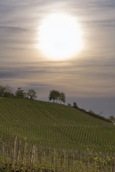 Gerahmter Druck : Weinberg, Weinbau, Knospe Gerahmter Druck : Weinberg, Weinbau, Knospe