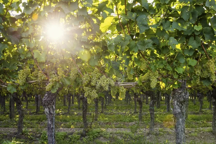 Gerahmter Druck : Weinberg mit weißen Trauben und Sonne. Gerahmter Druck : Weinberg mit weißen Trauben und Sonne.