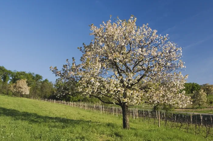 Gerahmter Druck : Weinberge mit blühenden Apfelbäumen.