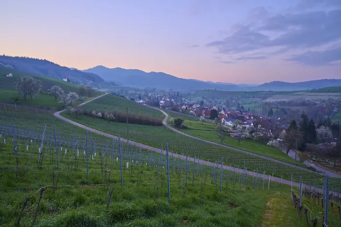 Gerahmter Druck : Frühmorgensdämmerung in einem badischen Weingarten mit blühender Kirsche Gerahmter Druck : Frühmorgensdämmerung in einem badischen Weingarten mit blühender Kirsche