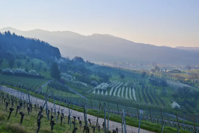 Gerahmter Druck : Weinberge, Kirschenbaum, Pflaumenbaum Gerahmter Druck : Weinberge, Kirschenbaum, Pflaumenbaum